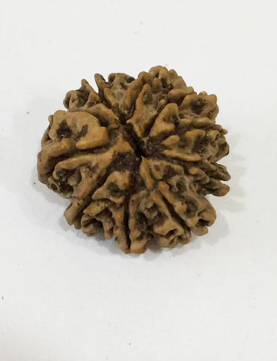 10 Mukhi Certified Rudraksha (Nepal Origin) Size 21mm
